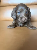 Moca , a female Miniature Dachshund for sale in Corona, NY – 4 of 4
