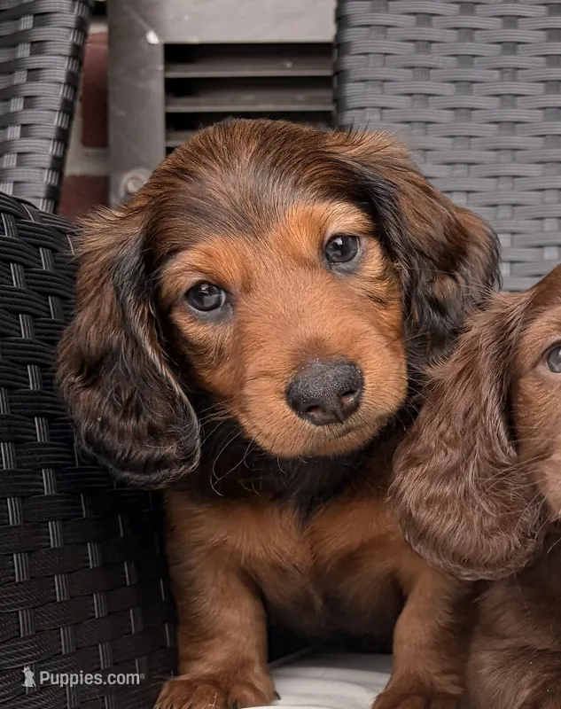 Milo – Miniature Dachshund puppy for sale in Corona, NY