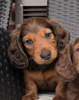 Milo, a male Miniature Dachshund for sale in Corona, NY – 1 of 7