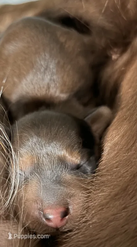 Milo – Miniature Dachshund puppy for sale in Corona, NY
