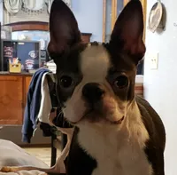 Bean, a female Boston Terrier for sale in Oakville, WA – Photo 2 of 2