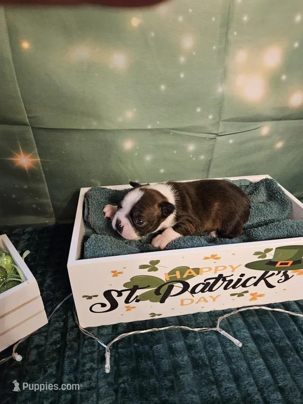 Ch 2 – Boston Terrier puppy for sale in Oakville, WA