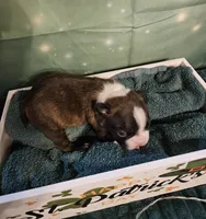 Ch 2, a female Boston Terrier for sale in Oakville, WA – Photo 3 of 3