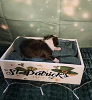 Ch 2, a female Boston Terrier for sale in Oakville, WA – Photo 2 of 3