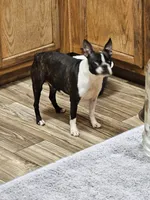 Harmony , a female Boston Terrier for sale in Oakville, WA – 2 of 3