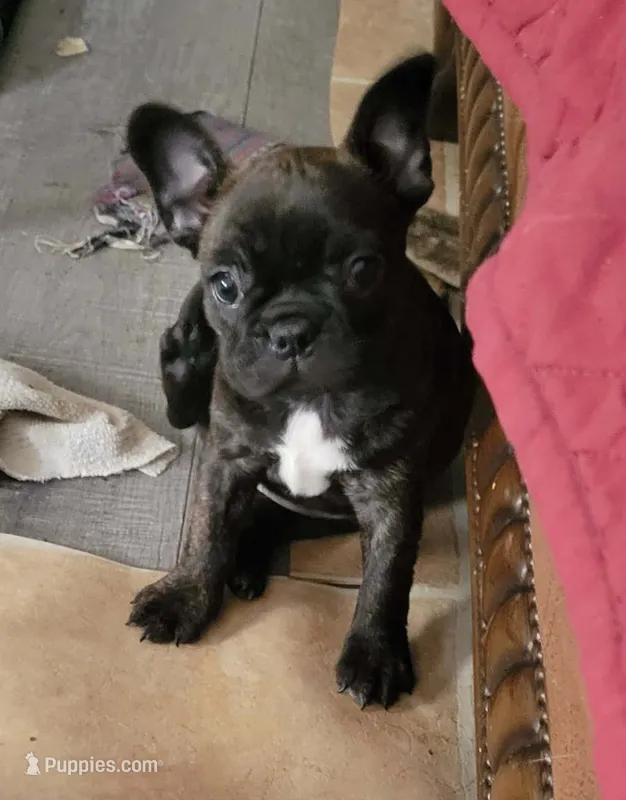 E-2 – Boston Terrier, French Bulldog puppy for sale in Oakville, WA