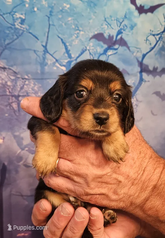 H-5 – Miniature Dachshund puppy for sale in Oakville, WA