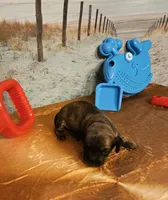 Tw 1, a male Miniature Dachshund for sale in Oakville, WA – 2 of 3