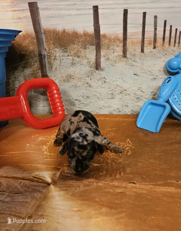 Tw 2 – Miniature Dachshund puppy for sale in Oakville, WA