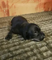 H-2, a male Miniature Dachshund for sale in Oakville, WA – 3 of 3