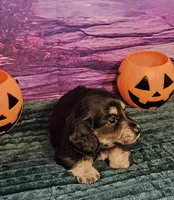 H-1, a female Miniature Dachshund for sale in Oakville, WA – 5 of 6