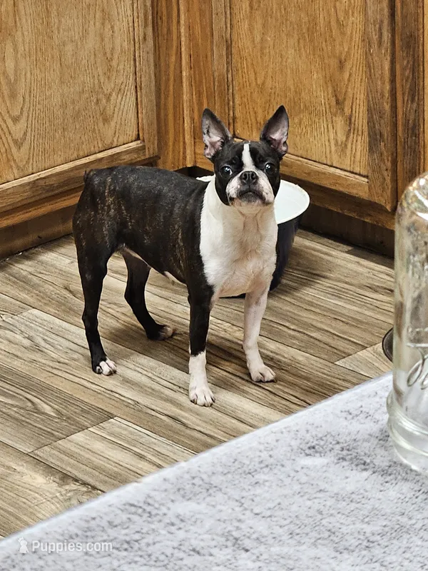 Harmony  – Boston Terrier puppy for sale in Oakville, WA