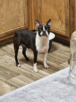 Harmony , a female Boston Terrier for sale in Oakville, WA – 1 of 3
