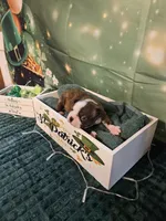 Ch 4, a male Boston Terrier for sale in Oakville, WA – Photo 1 of 3