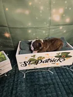 Ch 4, a male Boston Terrier for sale in Oakville, WA – Photo 2 of 3