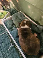 Ch 4, a male Boston Terrier for sale in Oakville, WA – Photo 3 of 3