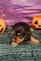 H-5, a female Miniature Dachshund for sale in Oakville, WA – 5 of 5