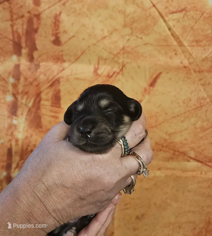 H-1 – Miniature Dachshund puppy for sale in Oakville, WA