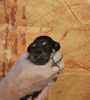 H-1, a female Miniature Dachshund for sale in Oakville, WA – 1 of 3