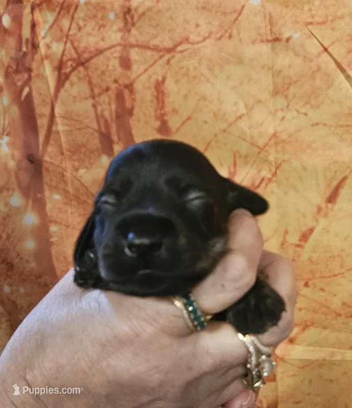 H-2 – Miniature Dachshund puppy for sale in Oakville, WA