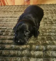 H-2, a male Miniature Dachshund for sale in Oakville, WA – 2 of 3