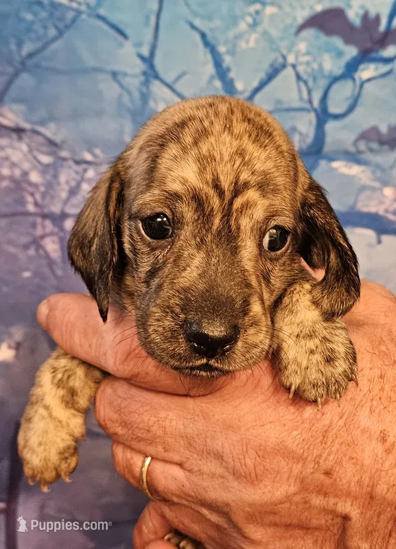 H-4 – Miniature Dachshund puppy for sale in Oakville, WA