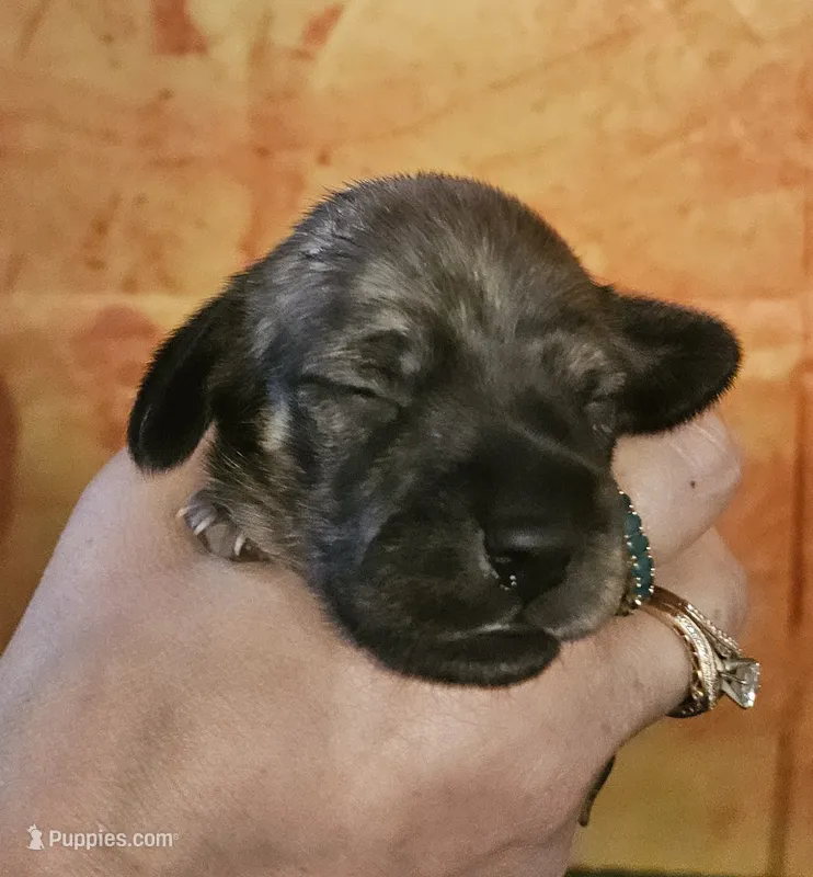 H-4 – Miniature Dachshund puppy for sale in Oakville, WA