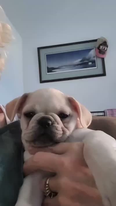 V-1, a female French Bulldog and Pug for sale in Oakville, WA – 2 of 2