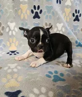 Female 1, a female Boston Terrier for sale in Oakville, WA – Photo 3 of 3