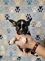 Female 1, a female Boston Terrier for sale in Oakville, WA – Photo 1 of 3