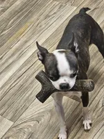 Dixie, a female Boston Terrier for sale in Oakville, WA – Photo 1 of 4