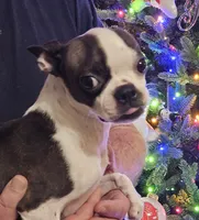 Dixie, a female Boston Terrier for sale in Oakville, WA – Photo 4 of 4