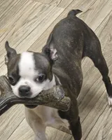 Dixie, a female Boston Terrier for sale in Oakville, WA – Photo 2 of 4