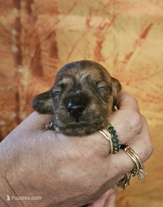 H-3 – Miniature Dachshund puppy for sale in Oakville, WA
