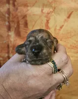 H-3, a male Miniature Dachshund for sale in Oakville, WA – 1 of 3