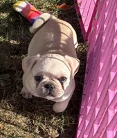 V-1, a female French Bulldog and Pug for sale in Oakville, WA – 1 of 2