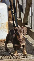 Radar , a male Miniature Dachshund for sale in Oakville, WA – 1 of 3