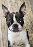 Harmony , a female Boston Terrier for sale in Oakville, WA – 3 of 3