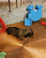 Tw 1, a male Miniature Dachshund for sale in Oakville, WA – 3 of 3