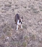 Cleo, a female Boston Terrier for sale in Oakville, WA – Photo 1 of 2