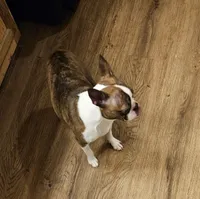 Cleo, a female Boston Terrier for sale in Oakville, WA – Photo 2 of 2