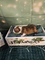 Ch 3, a female Boston Terrier for sale in Oakville, WA – Photo 2 of 3