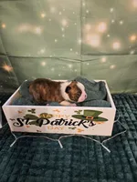 Ch 3, a female Boston Terrier for sale in Oakville, WA – Photo 1 of 3