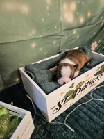 Ch 3, a female Boston Terrier for sale in Oakville, WA – Photo 3 of 3