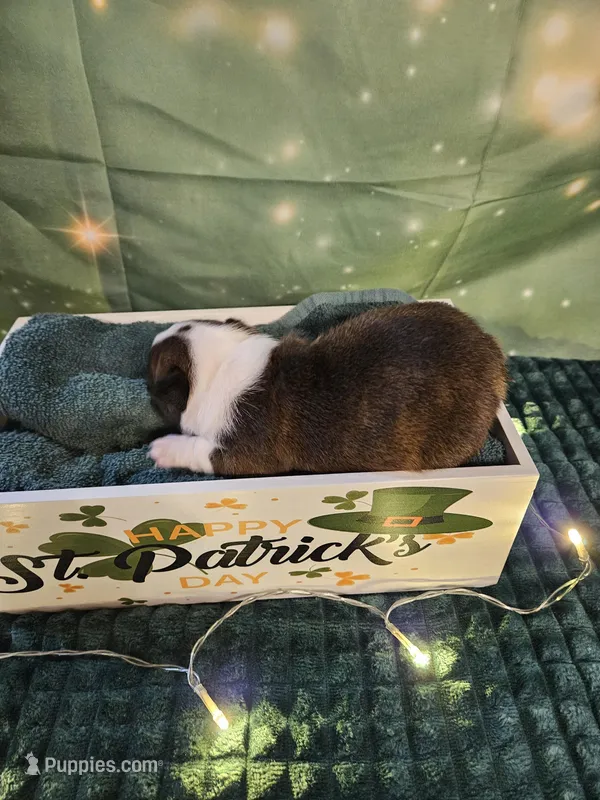 Cl 1 – Boston Terrier puppy for sale in Oakville, WA