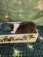 Cl 1, a female Boston Terrier for sale in Oakville, WA – Photo 1 of 3