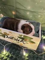 Cl 1, a female Boston Terrier for sale in Oakville, WA – Photo 3 of 3