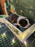 Cl 1, a female Boston Terrier for sale in Oakville, WA – Photo 2 of 3