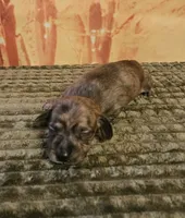 H-3, a male Miniature Dachshund for sale in Oakville, WA – 2 of 3