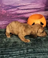 H-3, a male Miniature Dachshund for sale in Oakville, WA – 5 of 5